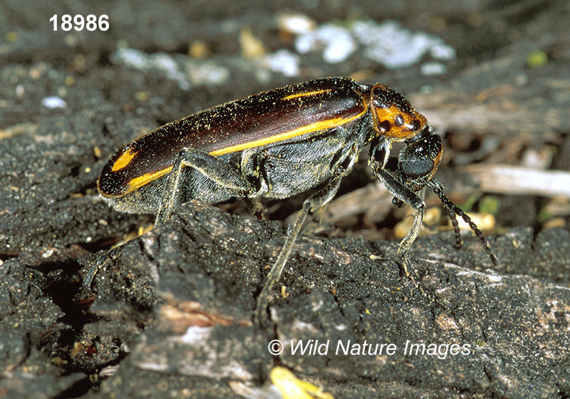 Pyrota insulata, Meloidae